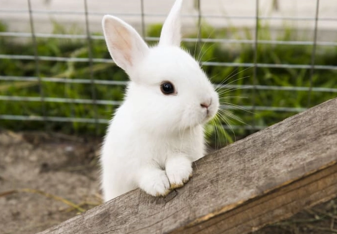 rabbit rodent difference rabbit rodent difference