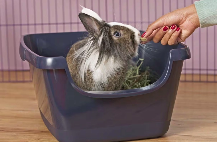 how to train a rabbit to litter box