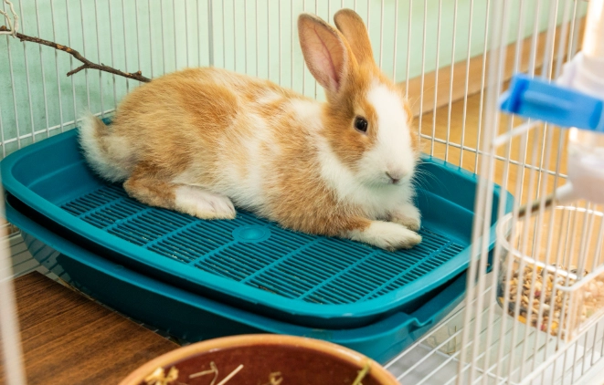 best litter for rabbits