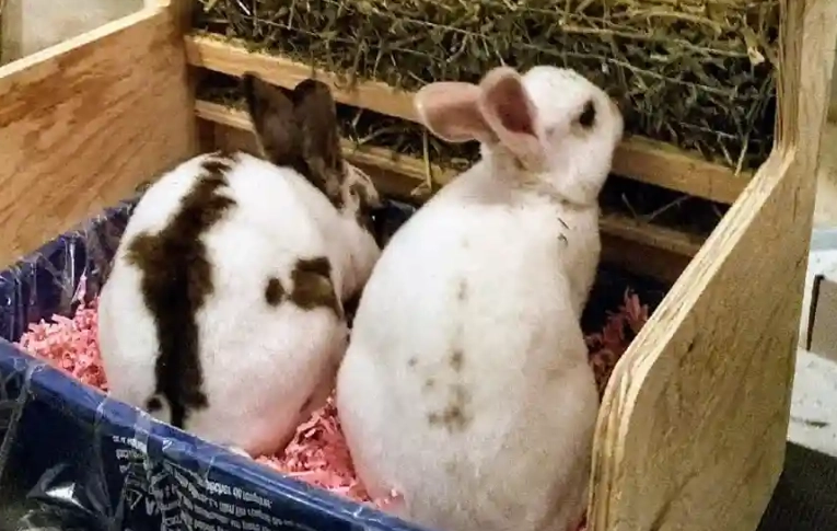 rabbit litter training