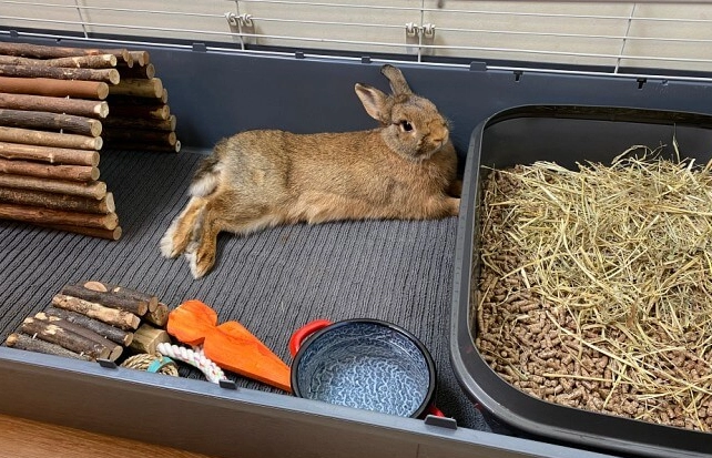 rabbit litter box setup rabbit litter box setup