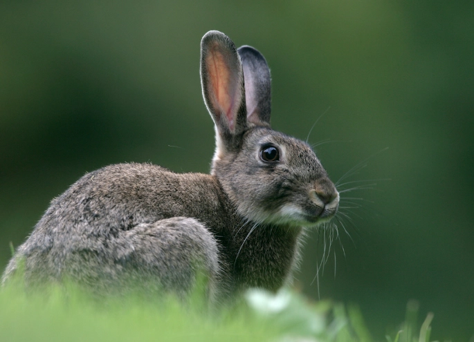 determine rabbit gender