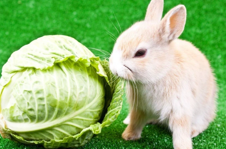can rabbits eat cabbage