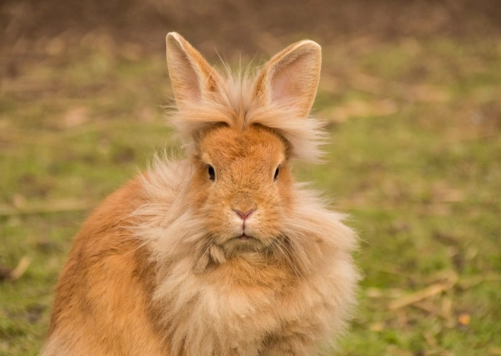 best pet rabbit breeds