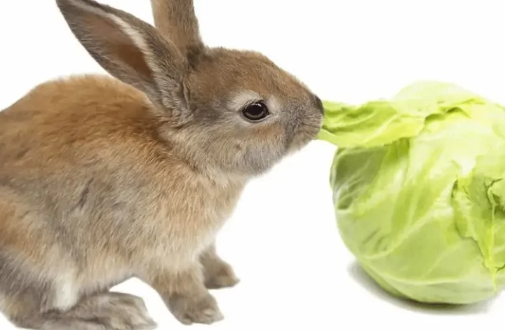safe vegetables for rabbits