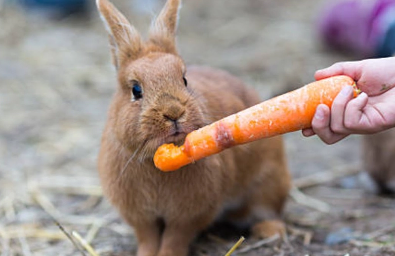 safe vegetables for rabbits
