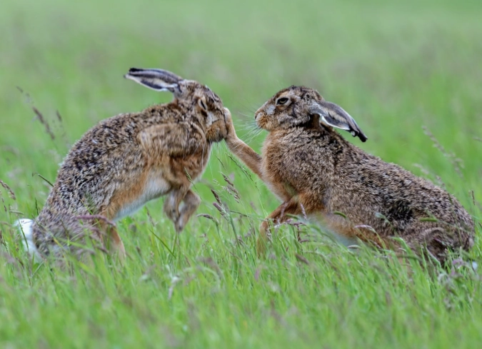 difference between hare and rabbit