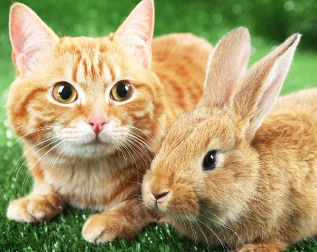 can rabbits live on cat food