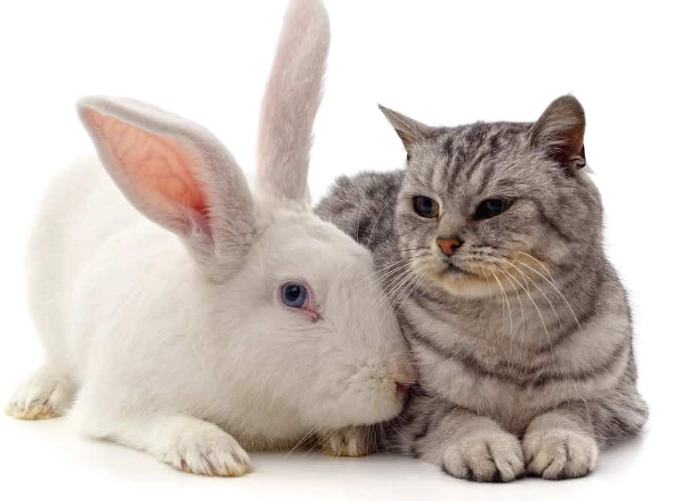 can a cat and a rabbit breed