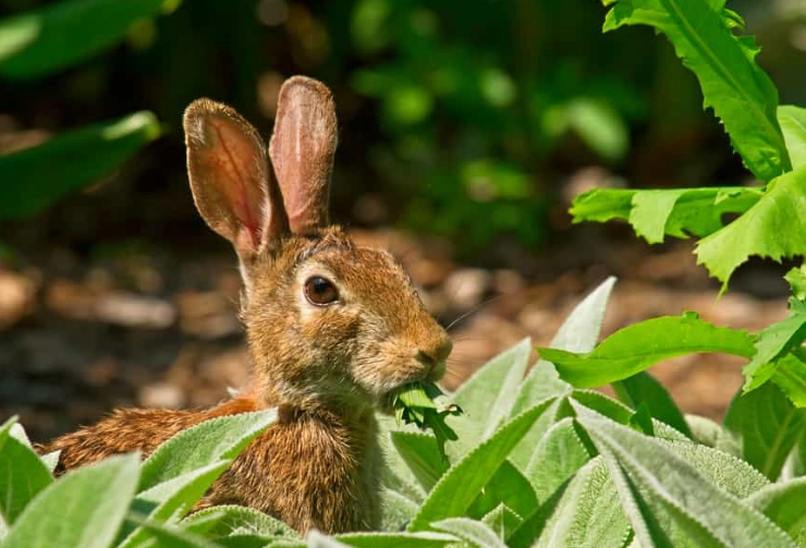 safe plants for wild rabbits