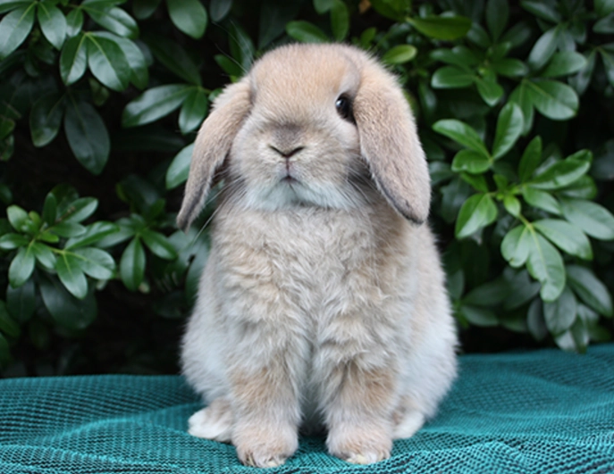 Holland Lop bunny