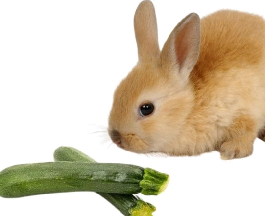feeding zucchini to rabbits