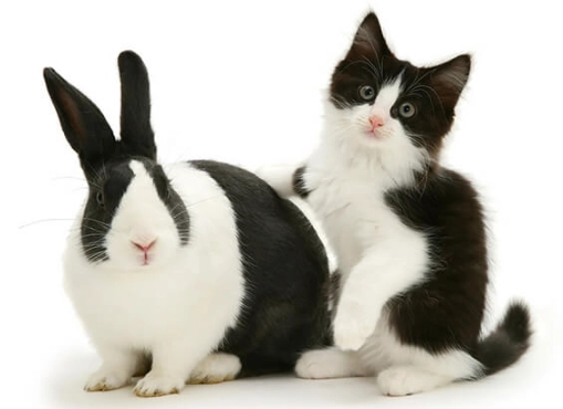 can cats and rabbits mate