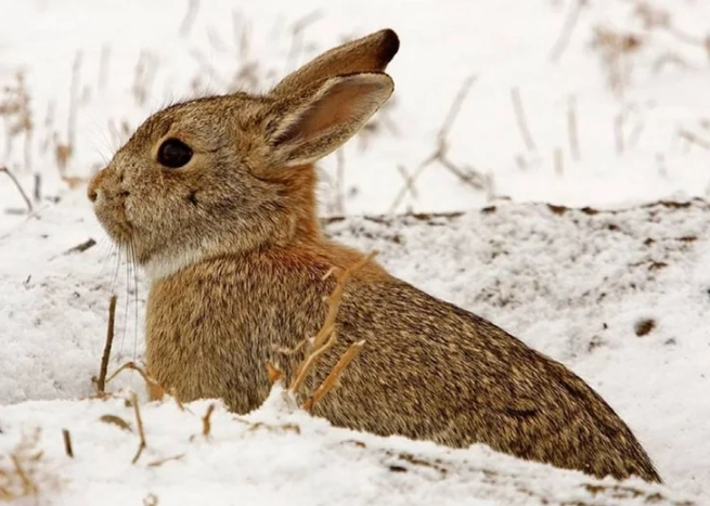 do rabbits hibernate do rabbits hibernate