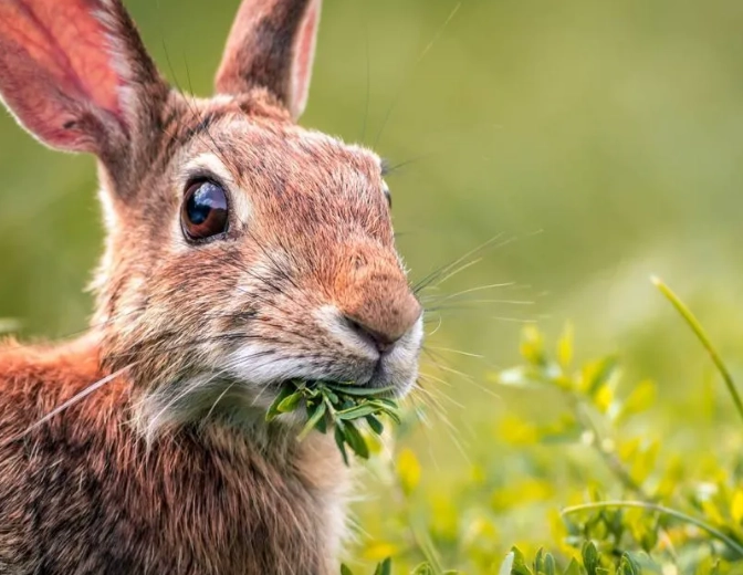 safe plants for wild rabbits