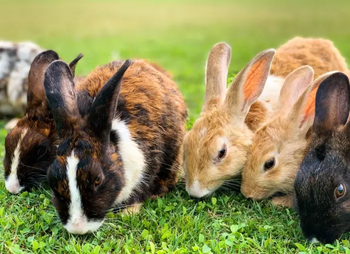 rabbit breeds