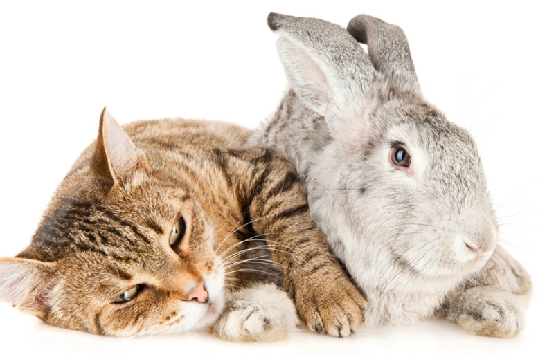 can cats and rabbits mate