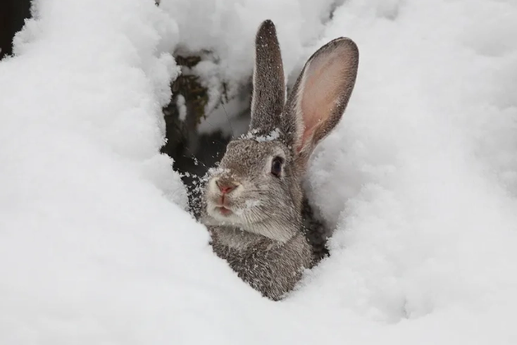 pet rabbit cold weather pet rabbit cold weather