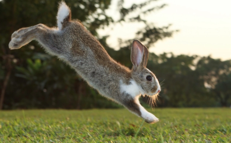rabbit jump height