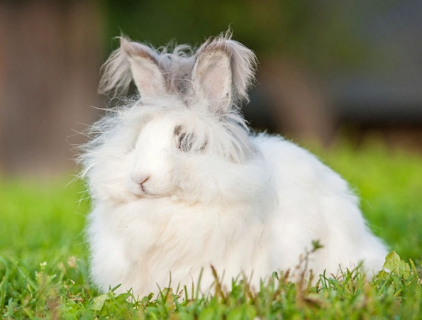best pet rabbit breeds