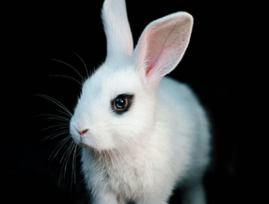 rabbit eyesight in low light