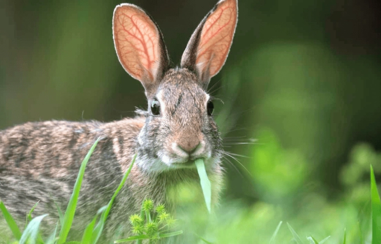wild rabbit diet