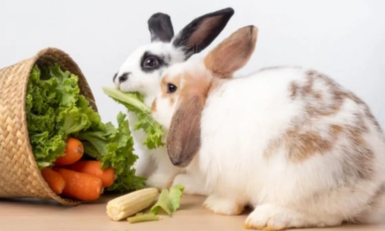 can rabbits eat cat food