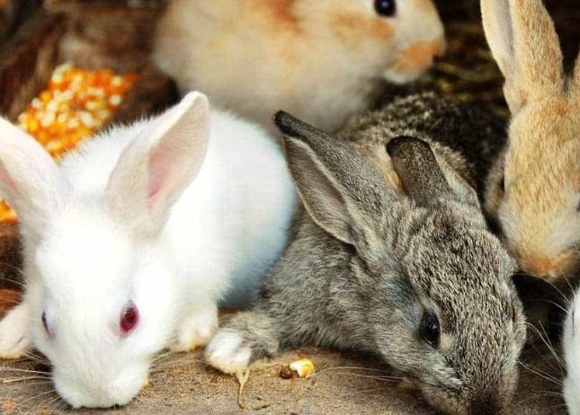 best pet rabbit breeds