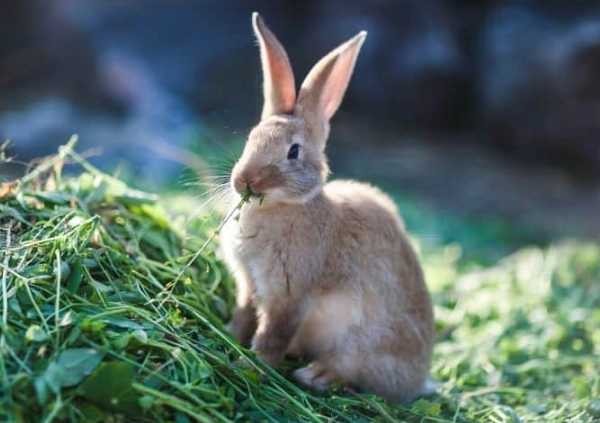 do bunny rabbits hibernate