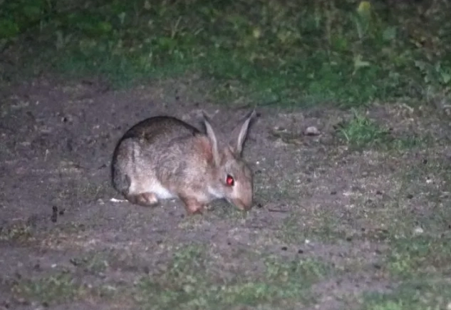 rabbit eyesight in low light