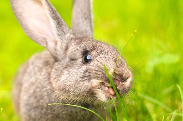 wild rabbit diet