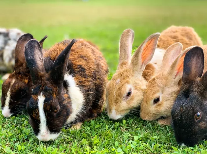 types of rabbits