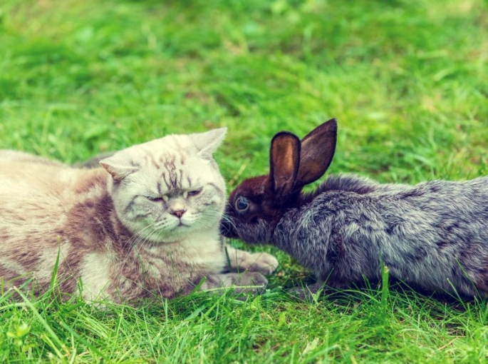 can rabbits eat cat food