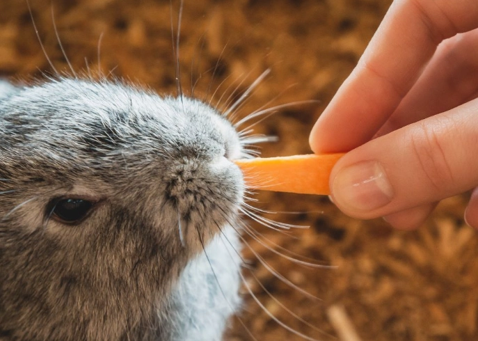 safe vegetables for rabbits