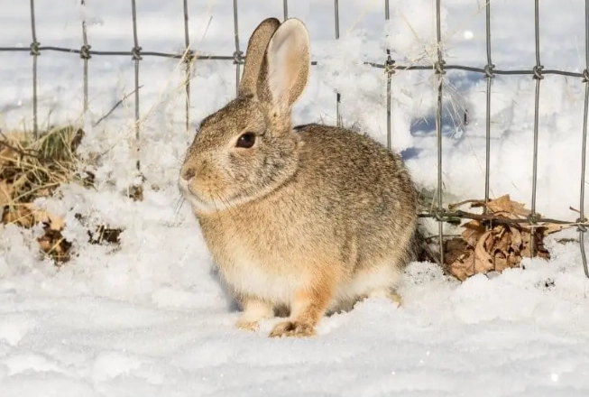 rabbit winter care rabbit winter care