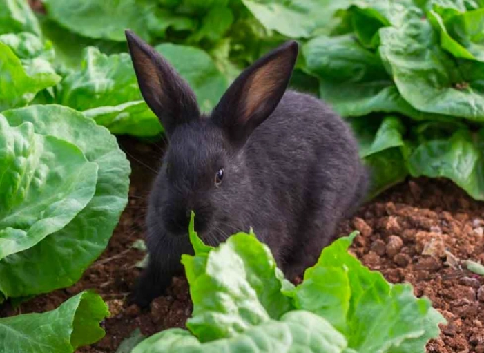 can rabbits eat cabbage