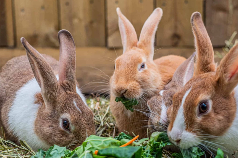 rabbit nutrition