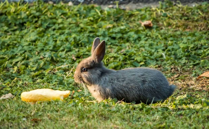 rabbit diet zucchini