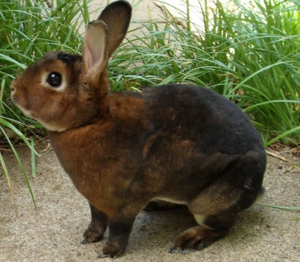 how high do rabbits jump