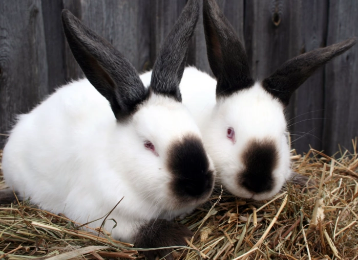 types of rabbits