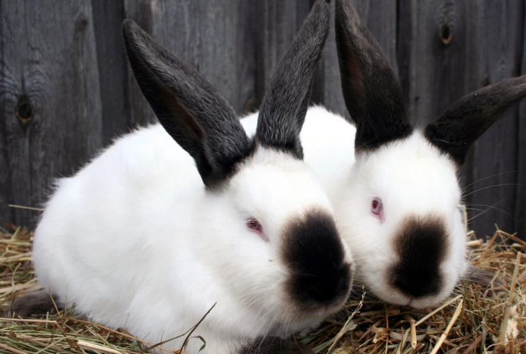 pet rabbit types