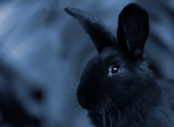 rabbit night vision
