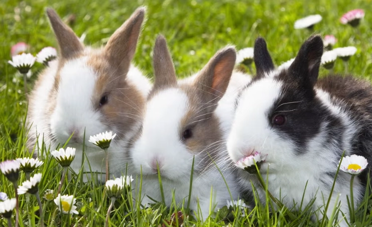 rabbit breeds
