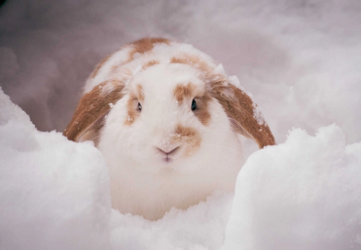 rabbit winter care rabbit winter care