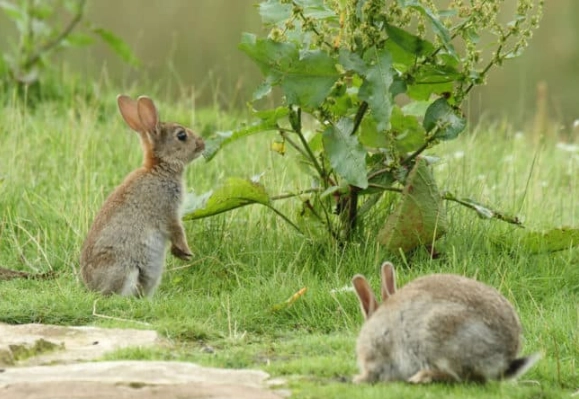 safe plants for wild rabbits