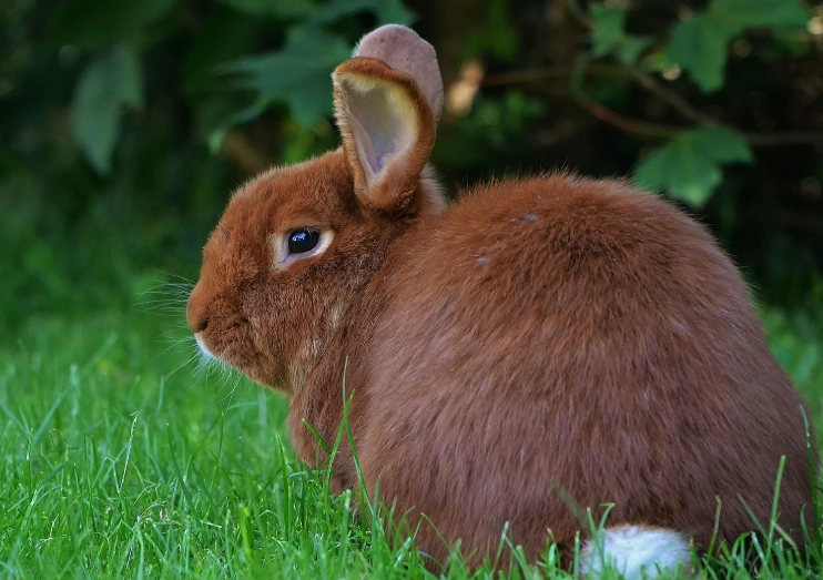 types of rabbits