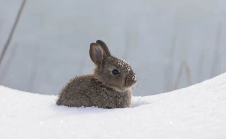 pet rabbit cold weather pet rabbit cold weather