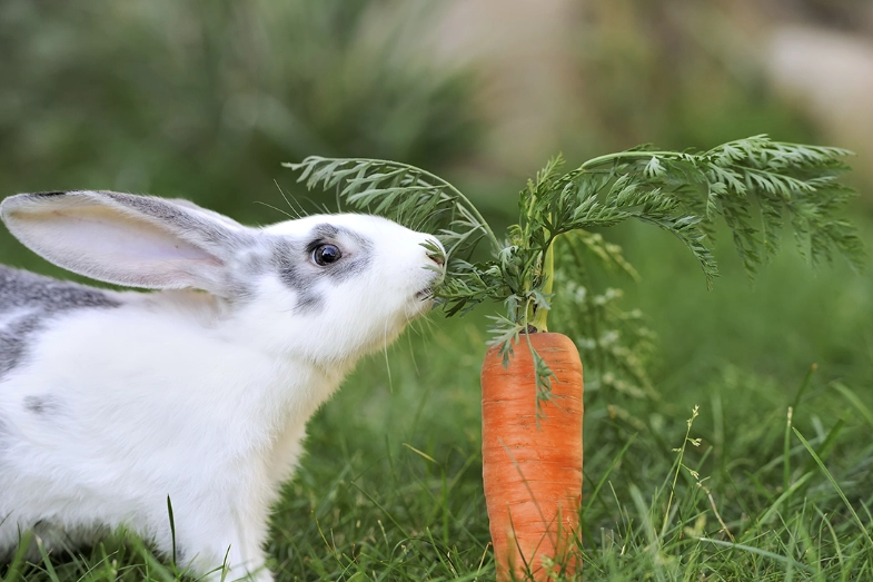 rabbit diet