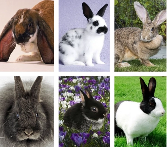 rabbit breeds