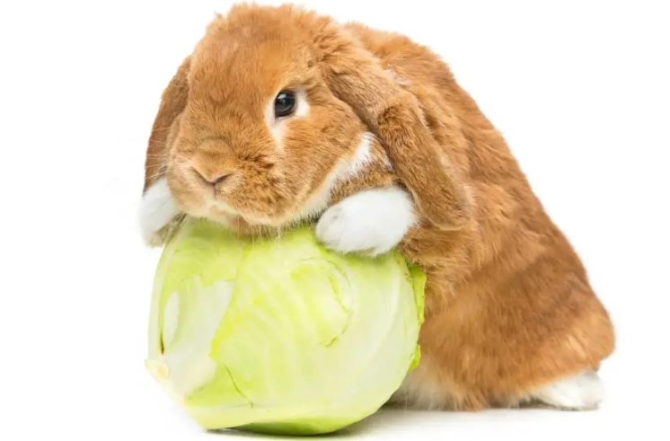 safe vegetables for rabbits